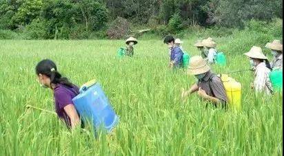 开云真人春季重大病虫害防治要点(图2)