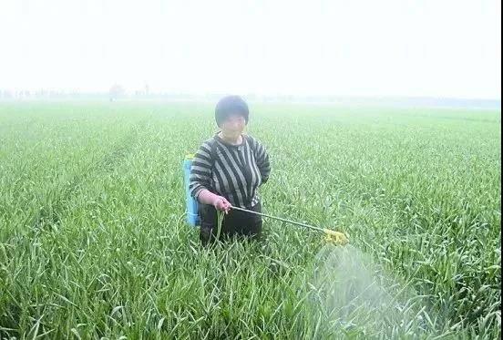 开云真人春季重大病虫害防治要点(图3)