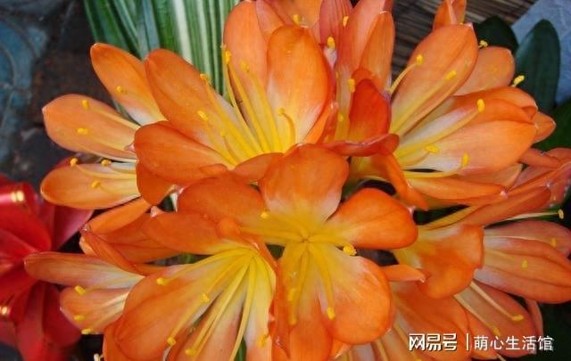 养花的5个“臭毛病”错一个死几盆难怪你老养不好花开云真人(图4)
