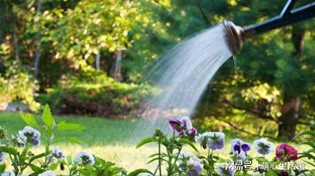 养花的5个“臭毛病”错一个死几盆难怪你老养不好花开云真人(图6)