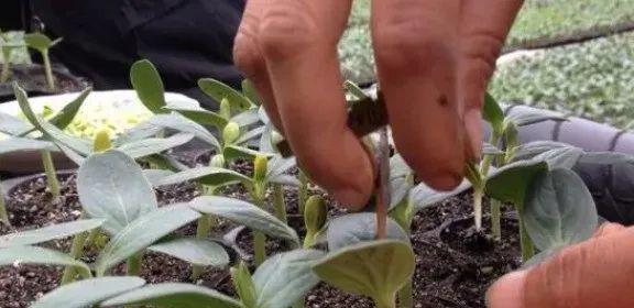 茄子主要害虫怎么防治？蓟马、红蜘蛛、棉铃虫生活习性及其防治(图3)