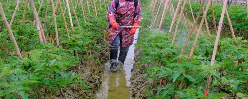 夏季蔬菜如何防病虫害以防为主综合防治(图1)